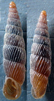 Tabella della Famiglia Clausilidae